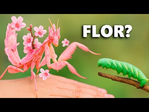 Este Inseto Usa Camuflagem Para Caçar