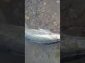 Video Thumbnail for Walleye run... #short #fishing #walleyefishing
