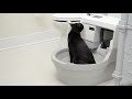 How The CatGenie A I Works