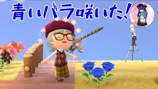 [あつ森]青いバラ咲いたので、バラの花壇を作りたい！