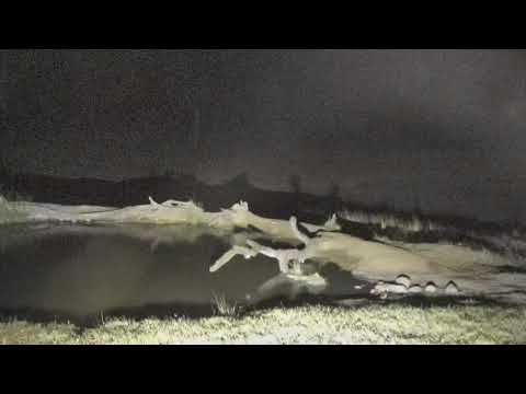 Djuma: Second lone Hyena passes through investigating sounds of earlier kill? - 22:58 - 07/15/18