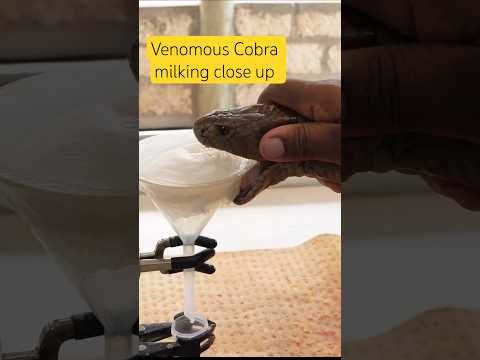 Cobra Venom Milking Close Up #snake #nature