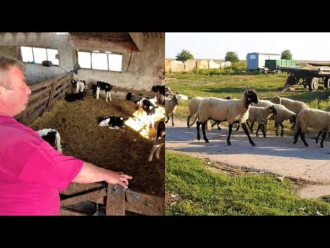 OI CARABAS DE TELEORMAN SI VACI ANGUS LA FERMA DOMNULUI BITU ,COMUNA MALU ROSU, JUD.IALOMITA.