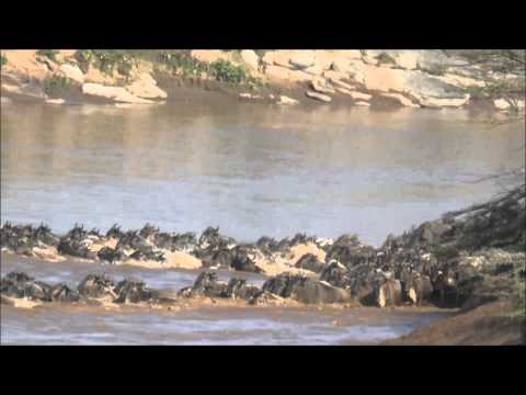 Great Migration: Successful Crossing Mara River Maasai Mara Kenya