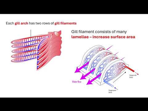 Fish exchange surface. OCR A A-Level Biology Revision Module 3 Exchange surfaces