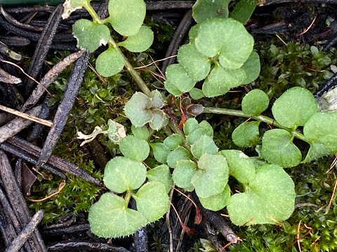 Wildgemüse, Wildkräuter sammeln für Jahressalz im März