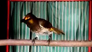 Download lagu rengganis gacor,cucak wilis gacor, pancingan cucak wilis gacor, mp3 Download lagu rengganis gacor,cucak wilis gacor, pancingan cucak wilis gacor, mp3