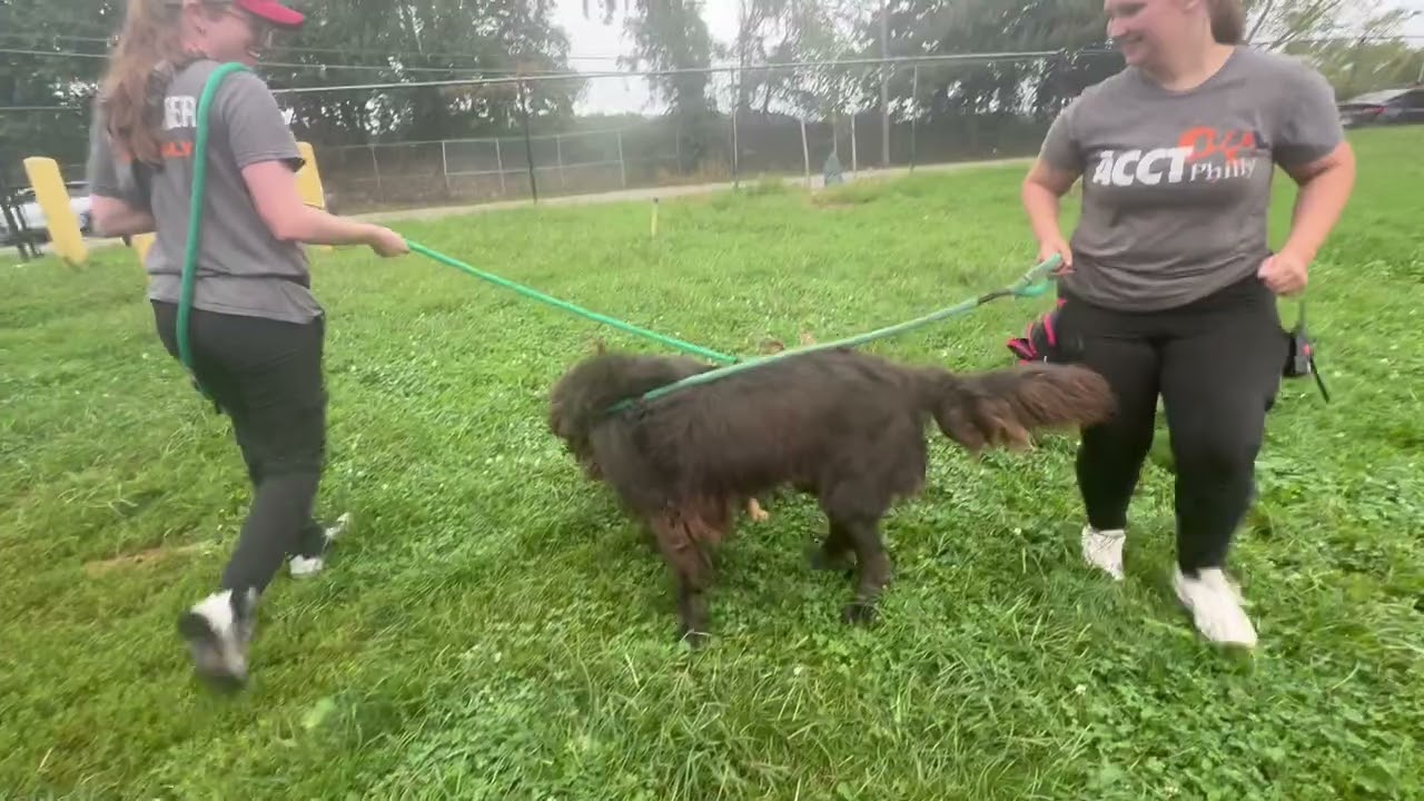 Enlarge BigBubba, a Adoptable Newfoundland Dog in Chester Springs, PA video 4/6