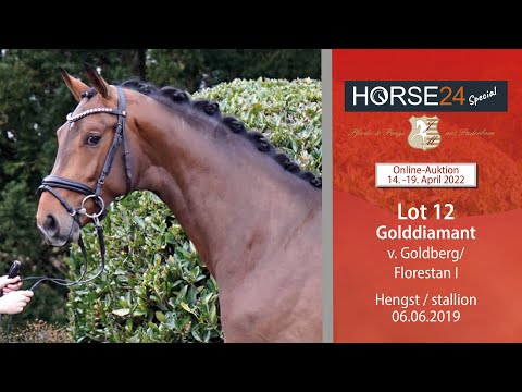 Horse24 Special Auktion Mielesko-Vekens Lot 12 Golddiamant v. Goldberg - Florestan I