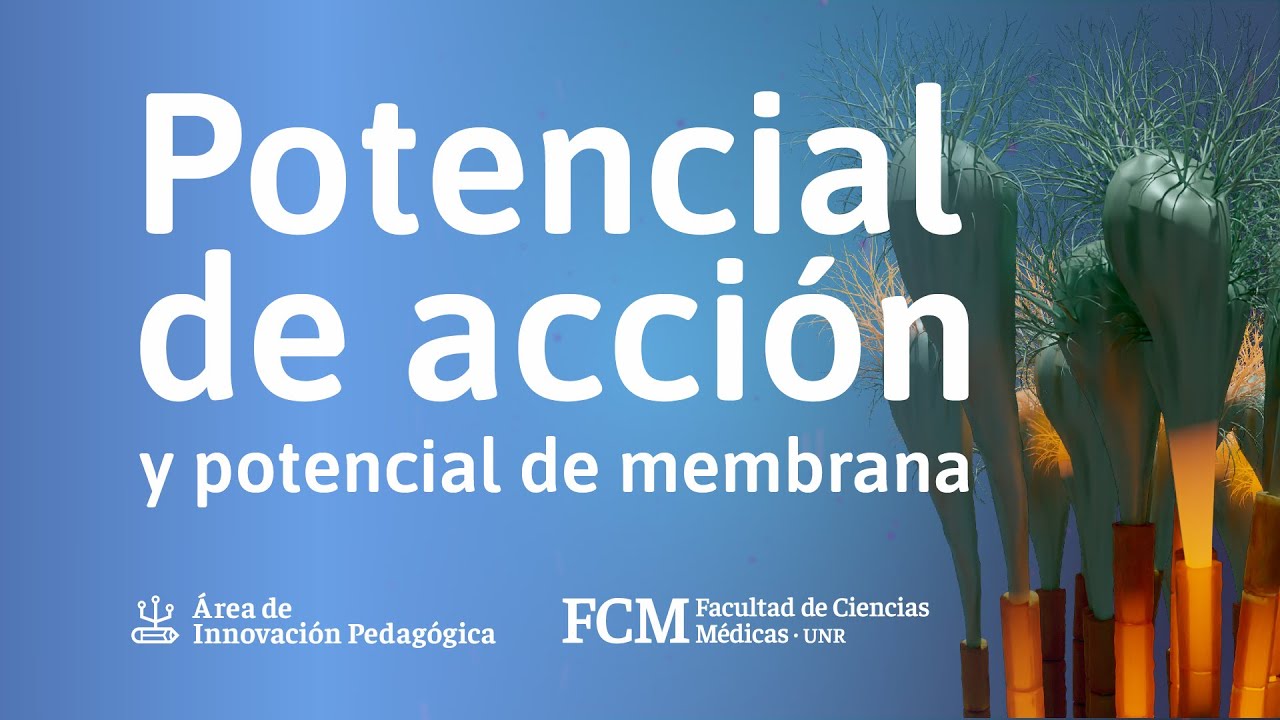 Potencial de acción y potencial de membrana | Fisiología