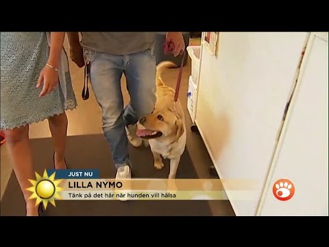 Här hälsar Lilla Nymo på redaktionen! - Nyhetsmorgon (TV4)