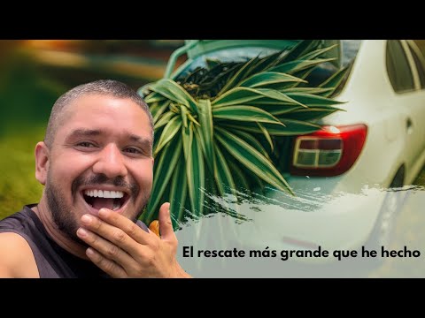 Rescuing a GIANT AGAVE from the street – it wouldn't fit in the car!!! | César Correa