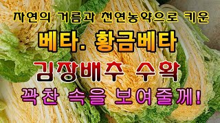[텃밭농부.859]  김장배추 노랗게 꽉찬 속을 보여줄께! #김장배추재배