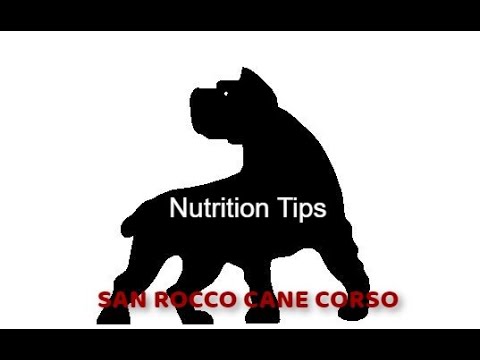 Cane Corso Nutrition for Large Dogs