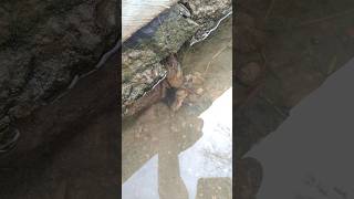 Download lagu Memancing kepiting keluar dari lubang mp3 Download lagu Memancing kepiting keluar dari lubang mp3