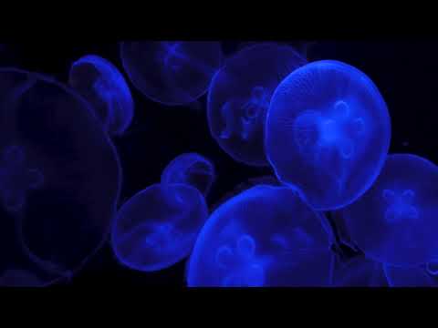 Three Lullabies - Relaxing Piano Music for Sleep - 30 Minute Loop