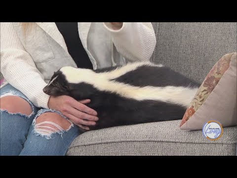Raising a Pet Skunk