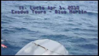 preview picture of video 'Blue Marlin in St. Lucia!'