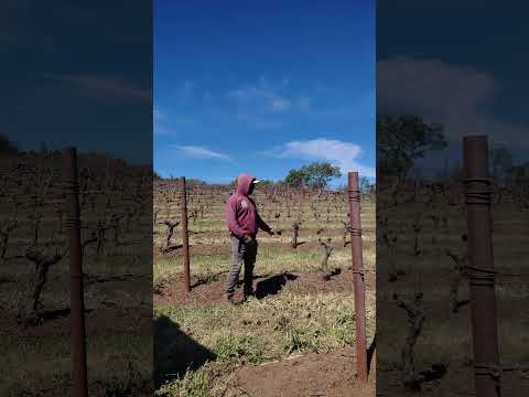 el campo de uva #viralvideo #visitarcalifornia #california #suscribense #wine