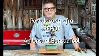 Portulacaria Repot and Ray Ban Glasses