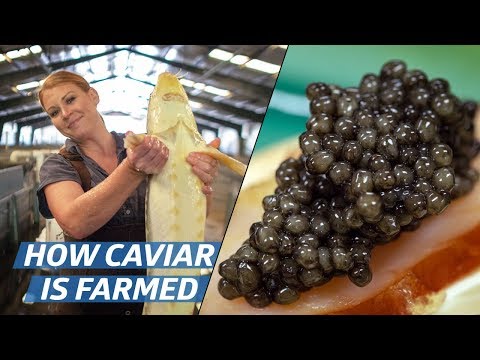 , title : 'How Russian Sturgeon Caviar Is Farmed and Processed — How To Make It'