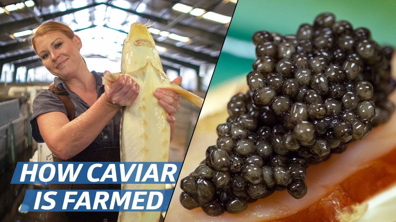 How Russian Sturgeon Caviar Is Farmed and Processed — How To Make It