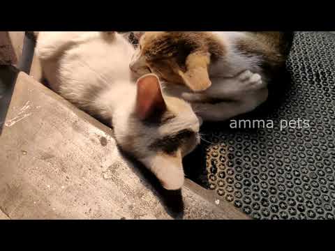 Cute kittens got something stuck in my throat I Kitten chewing her sisters tail