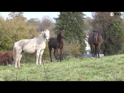 En pratique avec Henry Brugier #3 | Techniques d'élevage
