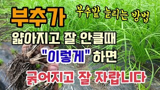 부추가 얇아지고 잘 안클때 "이렇게" 하면 부추가 굵어지고 빨리잘자라고 부추 굵게 키우는 방법 부추옮겨심기 …