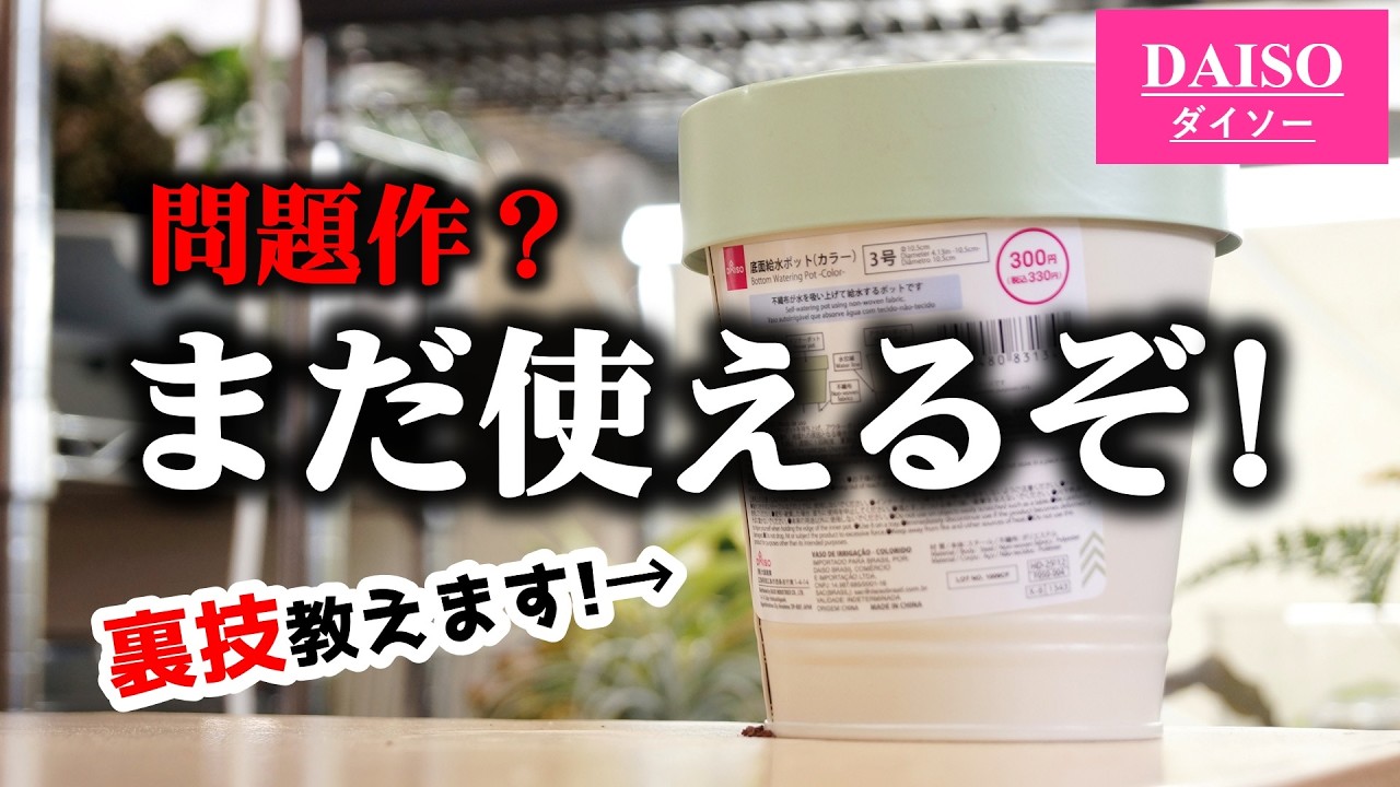 失敗しない…！新作100均底面給水ポットの”まさかの使い道”【観葉植物・エアプランツ】