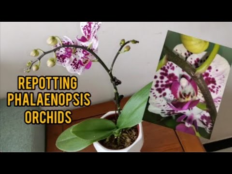Repotting Miniature Phalaenopsis Orchids | New Spikes Or New Roots