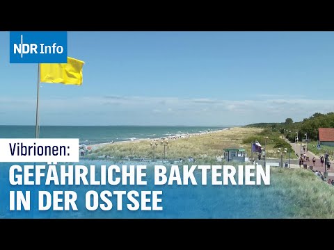 Tödliche Bakterien! Vibrionen - Die unsichtbare Gefahr beim Baden in der Ostsee | NDR Info