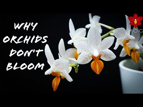 7 Reasons Why Your Orchid doesn't Bloom! | Orchid Care for Beginners