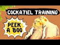 Cockatiel Talking Peek a Boo Training, How to teach your cockatiel to talk