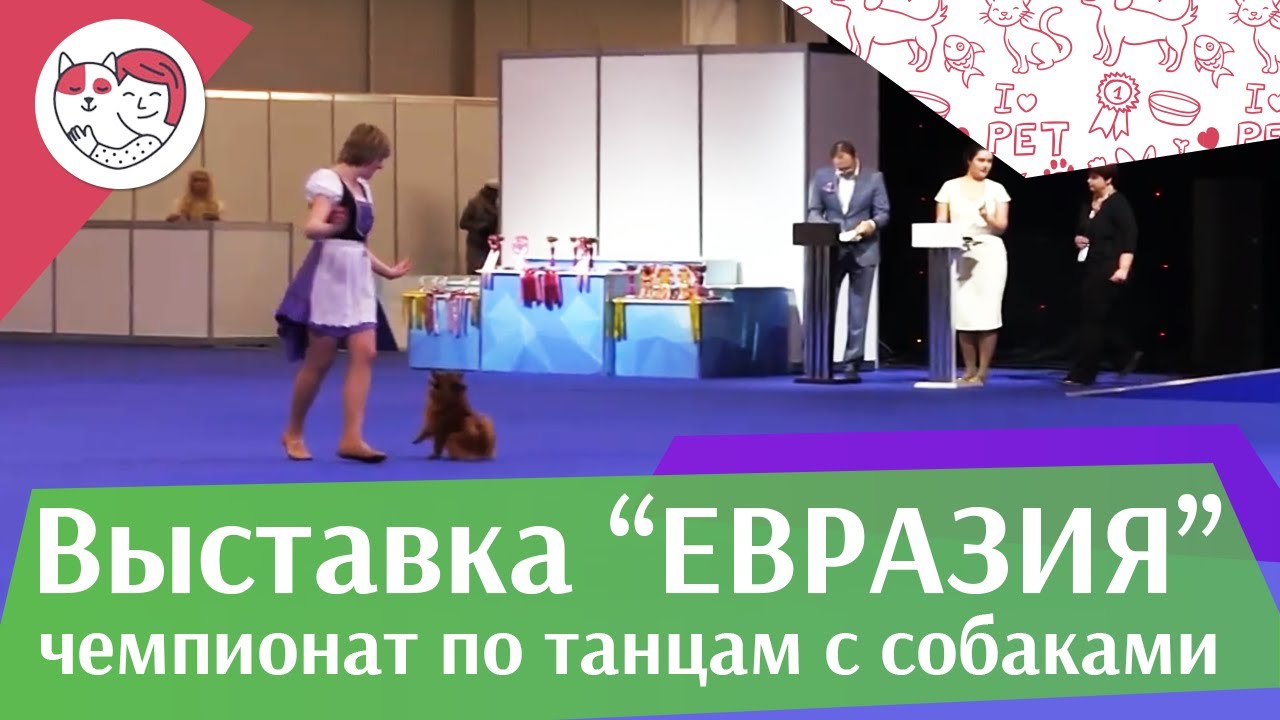 Чемпионат РКФ по танцам с собаками 8 на Евразии 17 ilikepet