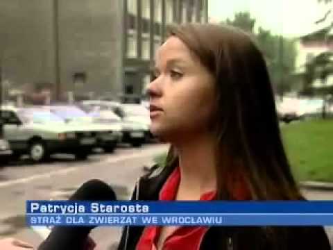 Sparta Wrocław - Unia Leszno (21.06.2009) Świnia - Wiadomości TVP3 (SD)