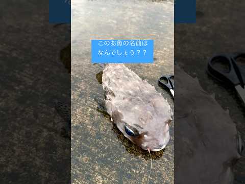 このお魚の名前なーに??