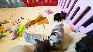 Video preview image #2 Chihuahua Puppy For Sale in CHARLESTON, AR, USA