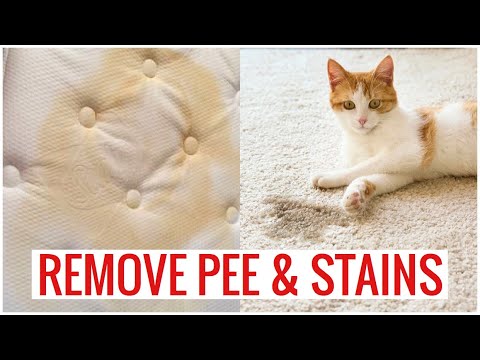 How to REMOVE Cat Pet URINE Smell on Carpet & Mattress!! (EASY & FAST) | Andrea Jean Cleaning