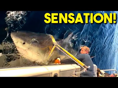 SENSATION! Größter männlicher weißer Hai der Welt entdeckt!