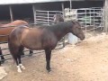 Angry Horse Thunder