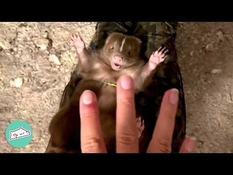 Woman Brings Home A Skunk And She's A Literal Baby | Cuddle Buddies