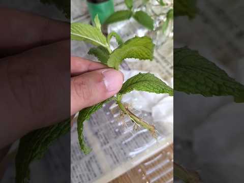 カップにミントを植える方法