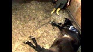 Trotter Mare Foaling 2006