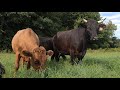 The History of Dexter Cattle