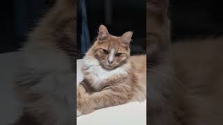 眠そうな猫#猫  #可愛い猫