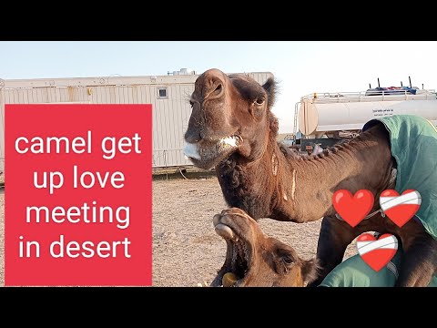 Camel Get Up Love in Desert | New video in Kuwait desert