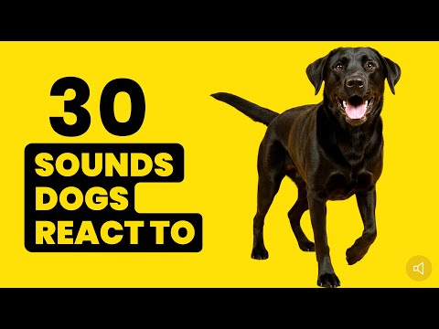 30 DOG Sounds That Make Dogs React [ Tilt Their Head, Barking ] 🐶