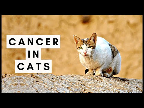 Cancer in Cats (Part 1)