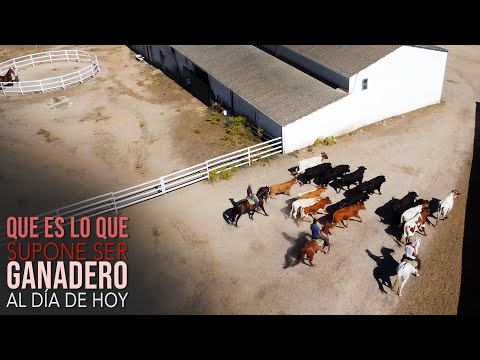 Los Toros Bravos del Niño de la Capea y Que es lo que supone ser ganadero al día de hoy